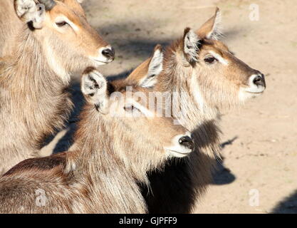 Gruppenbild von drei Adler afrikanischen Ellipsen-Wasserböcke (Kobus Ellipsiprymnus Ellipsiprymnus) Stockfoto