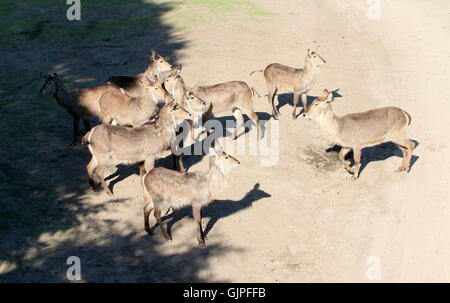 Herde von afrikanischen Ellipsen-Wasserböcke (Kobus Ellipsiprymnus Ellipsiprymnus), vor allem Frauen Stockfoto