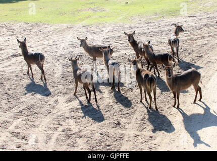 Herde von afrikanischen Ellipsen-Wasserböcke (Kobus Ellipsiprymnus Ellipsiprymnus), vor allem Frauen und junge Männer Stockfoto