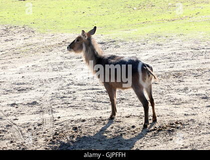 Weibliche afrikanische Ellipsen Wasserbock (Kobus Ellipsiprymnus Ellipsiprymnus) Stockfoto