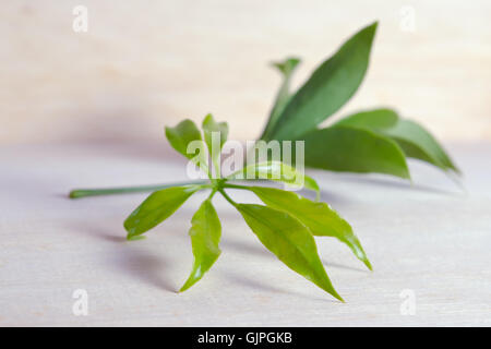 Araliaceae Blatt - berühmte Thai Kräuter (auch genannt als Schefflera Leucantha R.Vig., Schefflera Kwangsiensis GESEG, Schefflera tamdaoe Stockfoto