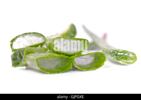 Aloe Vera (Aloe Barbadensis Mill., Star Kakteen, Aloe, Aloin, Jafferabad, Vera oder Barbados auch genannt) eine sehr nützliche Kräuter m Stockfoto