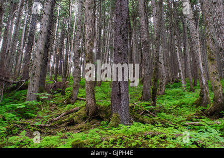 Die Gewinner Creek Trail in Girdwood Alaska windet sich durch einen herrlichen subtropischen Regenwald. Stockfoto
