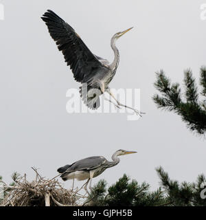 Graureiher (Ardea Cinerea) juvenile Vögel fliegen über das Nest. Nationalpark Plesheevo See, Jaroslawl, Russland Stockfoto