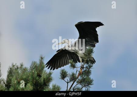 Graue Reiher (Ardea Cinerea) im Kiefer. Nationalpark Plesheevo See, Jaroslawl, Russland Stockfoto