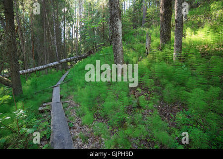 Hölzernen Fußweg in den Wald Stockfoto