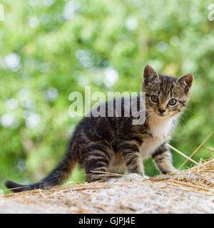 Katze, Kätzchen, tabby Stockfoto