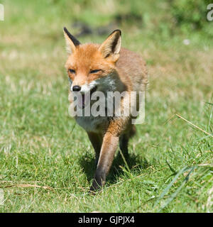 Rotfuchs Stockfoto