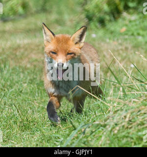 Rotfuchs Stockfoto