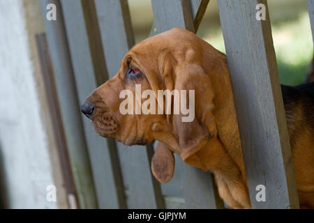 Bloodhound Welpen warten auf Besitzer kommen nach Hause Stockfoto
