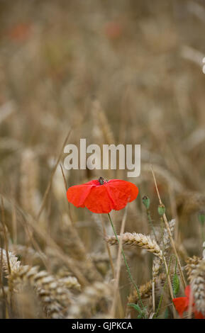 Roter Mohn in Gerste Stockfoto