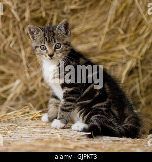 Tabby kitten Stockfoto