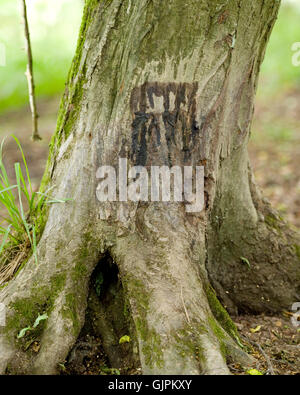 Wildschwein Duft Drüse Markierung am Baum Stockfoto