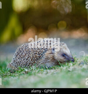 Igel Stockfoto