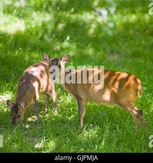 Muntjac Rotwild Stockfoto