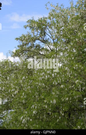 Blühende Akazien weißen Trauben. Weiße Blüten von stacheligen Akazien, von Bienen bestäubt. Stockfoto