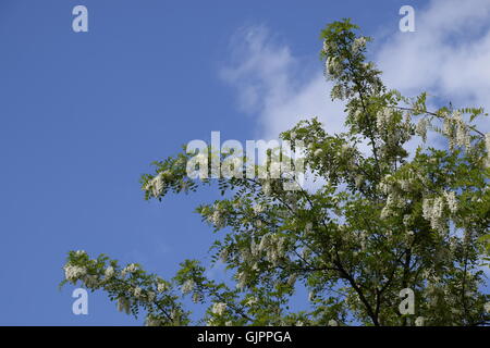 Blühende Akazien weißen Trauben. Weiße Blüten von stacheligen Akazien, von Bienen bestäubt. Stockfoto