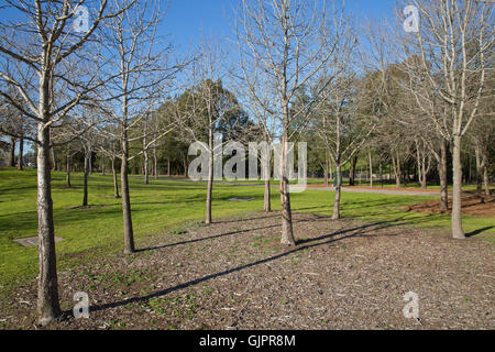 Bäume im Nurragingy Reserve Blacktown Stockfoto