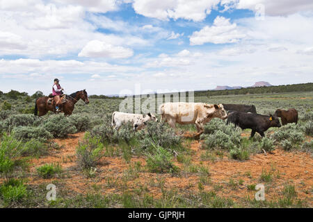 American Cowboy mit Kühen in Utah, Nordamerika Stockfoto