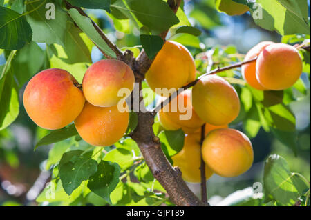 Reife Aprikosen auf einem Ast Stockfoto