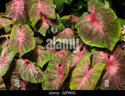 Helle und bunte bunte Coleus Blätter mit scharfem Kontrast zwischen den Farben. Coleus wächst in der Regel als Zierpflanze Stockfoto