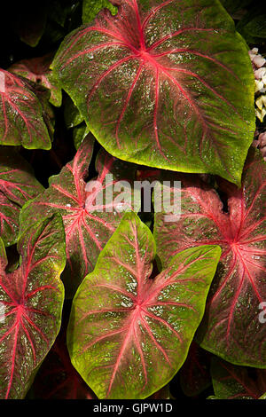 Helle und bunte bunte Coleus Blätter mit scharfem Kontrast zwischen den Farben. Coleus wächst in der Regel als Zierpflanze Stockfoto