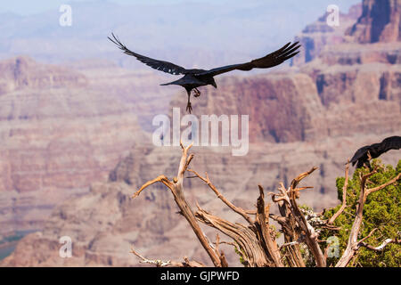 Krähe, Grand Canyon. Vereinigte Staaten von Amerika Stockfoto