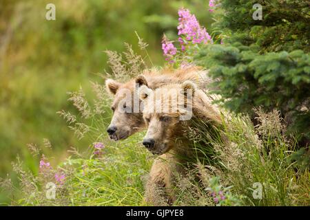 Ein Kodiak Braunbär Sau und fast Erwachsene Cub suchen auf Kodiak National Wildlife Refuge in Kodiak Insel, Alaska. Stockfoto