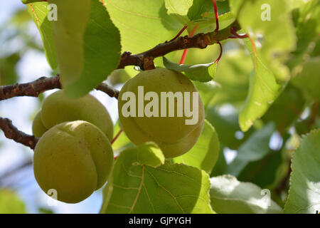 Aprikosen Reifen am Baum, Spanien Stockfoto
