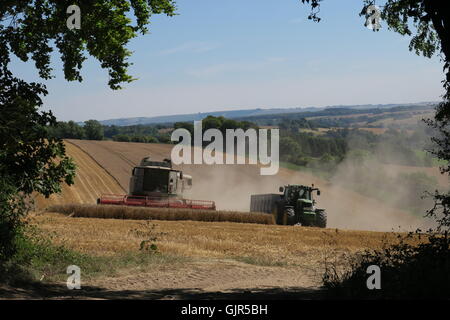 Weizen wird in der Nähe von Aldbourne in Wiltshire während eines längeren sonnigen Zaubers geerntet. UK Stockfoto