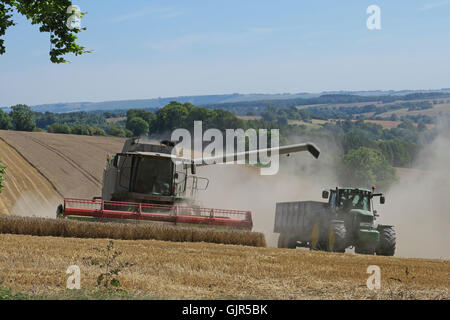 Weizen wird in der Nähe von Aldbourne in Wiltshire während eines längeren sonnigen Zaubers geerntet. UK Stockfoto