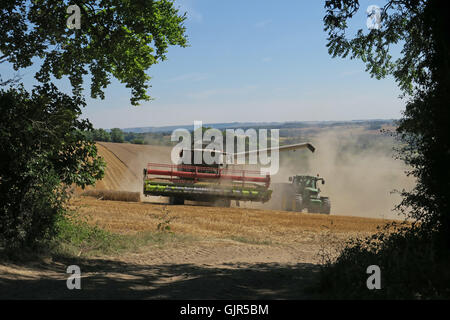 Weizen wird in der Nähe von Aldbourne in Wiltshire während eines längeren sonnigen Zaubers geerntet. UK Stockfoto