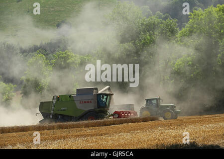 Weizen wird in der Nähe von Aldbourne in Wiltshire während eines längeren sonnigen Zaubers geerntet. UK Stockfoto