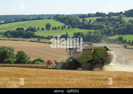 Weizen wird in der Nähe von Aldbourne in Wiltshire während eines längeren sonnigen Zaubers geerntet. UK Stockfoto