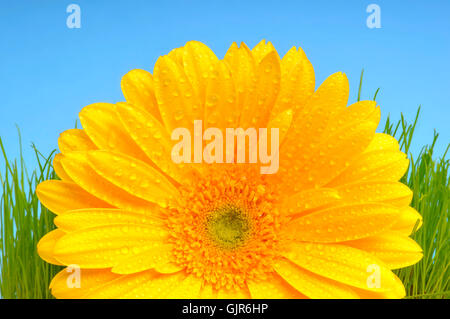 Gerbera mit Tautropfen Stockfoto