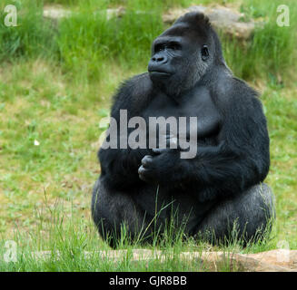 tierische Säugetier-männlich Stockfoto