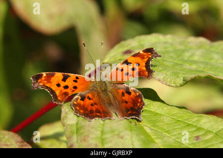 Graue Komma Schmetterling - Polygonia progne Stockfoto