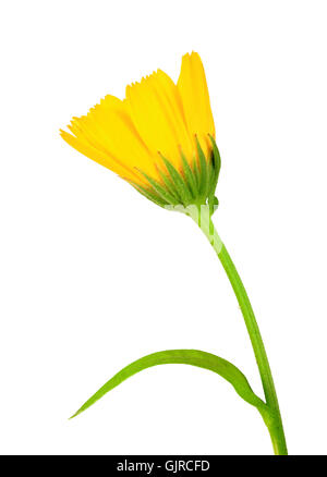 Eine gelbe Blume von calendula Stockfoto