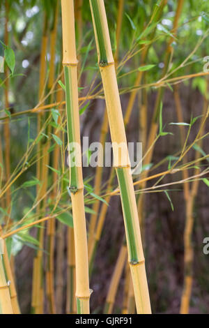 Phyllostachys Bambusoides 'Castilonsis' ergibt sich im Frühjahr. Stockfoto