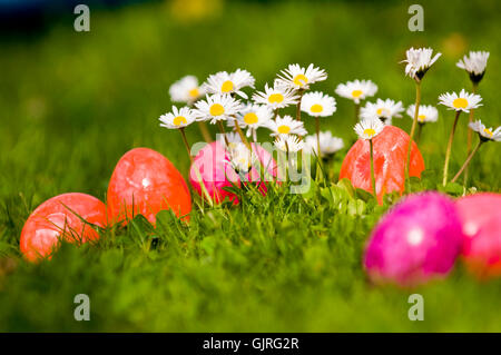 Gänseblümchen und Eiern Stockfoto
