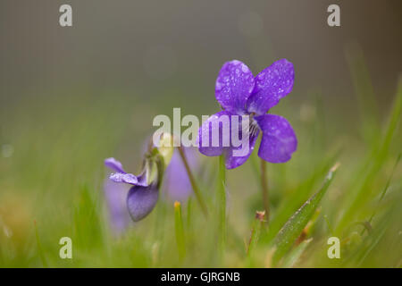 Hund-violett; Viola Riviniana Blume Cornwall; UK Stockfoto