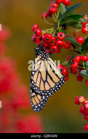 Monarch-Schmetterling; Danaus Plexippus Single auf Pyracantha Beeren UK Stockfoto