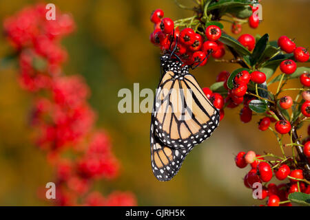 Monarch-Schmetterling; Danaus Plexippus Single auf Pyracantha Beeren UK Stockfoto