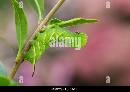 Liguster Hawk Moth Caterpillar; Sphinx Ligustri Single auf Liguster; 3 Wochen alte Cornwall; UK Stockfoto