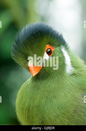 grüner Vogel Vögel Stockfoto