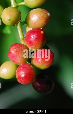 Lorbeer-Kirsche (Prunus Laurocerasus) Stockfoto