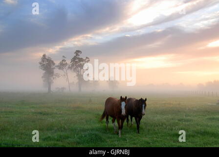 Pferde im Morgentau 5 Stockfoto