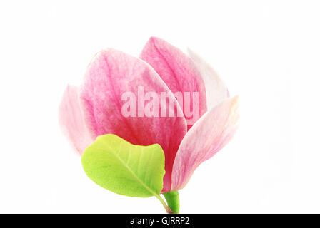 isolierte Blume Pflanze Stockfoto