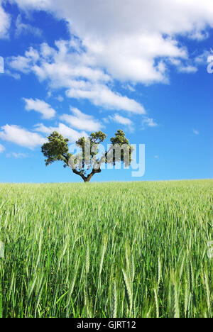 schöne beauteously schön Stockfoto
