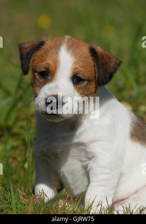 Haustier Hund jack Stockfoto